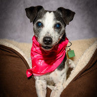 Dog Bandana