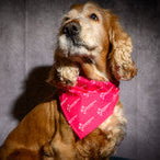 Dog Bandana