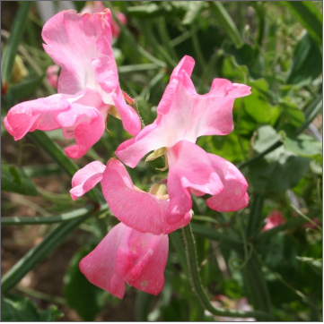 Personalised Sweet Pea Seed Packets
